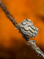   Donut nudibranch Doto greenamyeriTulamben Bali  